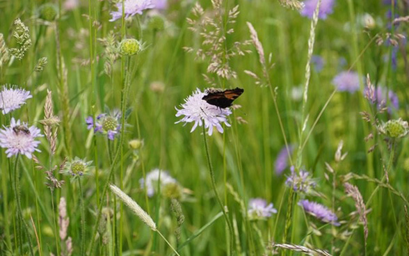 Tag der Biodiversität (Biohof)