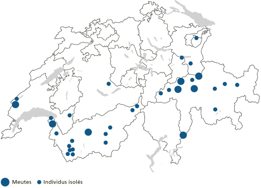 Carte de la Suisse indiquant où vivent des meutes de loup et des individus isolés. La plupart des loups sont établis dans les Grisons et en Valais. Des loups isolés sont par ailleurs également présents dans les cantons de Vaud, de Saint-Gall et de Berne. 