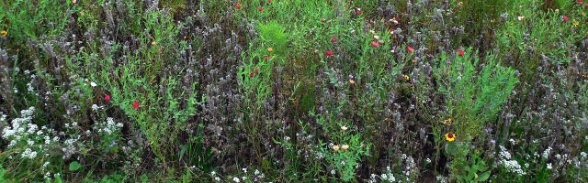 Prairie parsemée de fleurs sauvages