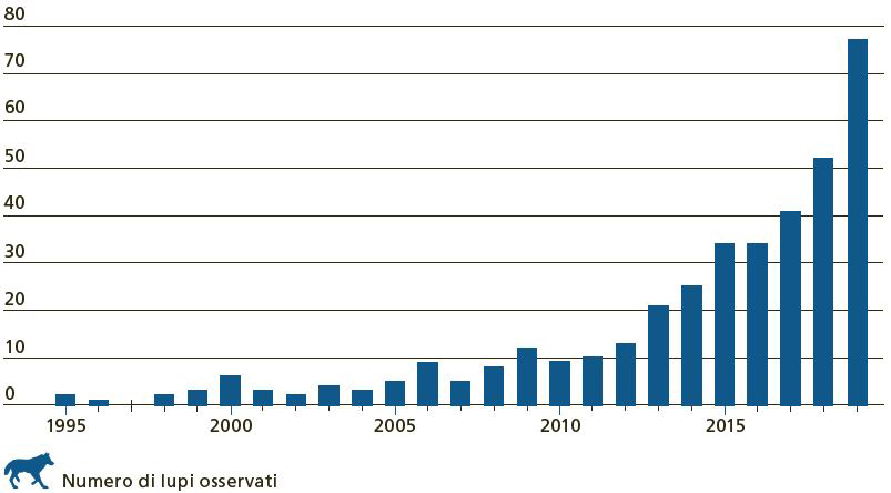 Sviluppo degli effettivi di lupi in Svizzera dal 1995 fino a oggi. Fino al 2012 la curva si mantiene piatta, successivamente si assiste tuttavia a un brusco aumento del loro numero (dal 2012 a oggi la popolazione di lupi si è moltiplicata per otto).